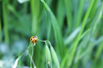 Ladybug