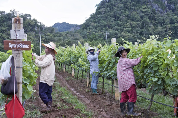 ThailandVineyards